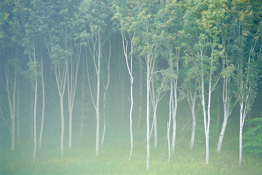 Silver birch trees near Contin, Highlands Region, Scotland, UK, Europe