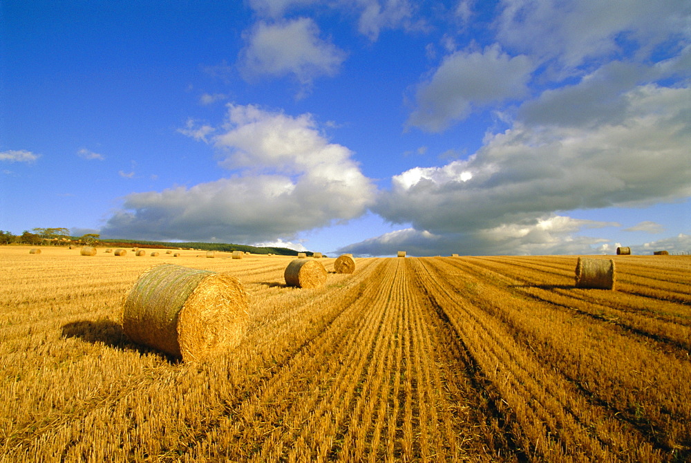 Hay bales near Contin, Highlands Region, Scotland, UK, Europe