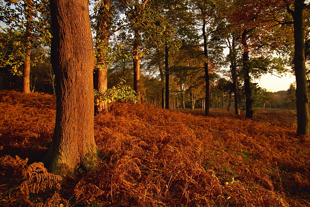 Autumnal colours, Clumber Park, Nottinghamshire, England, United Kingdom, Europe