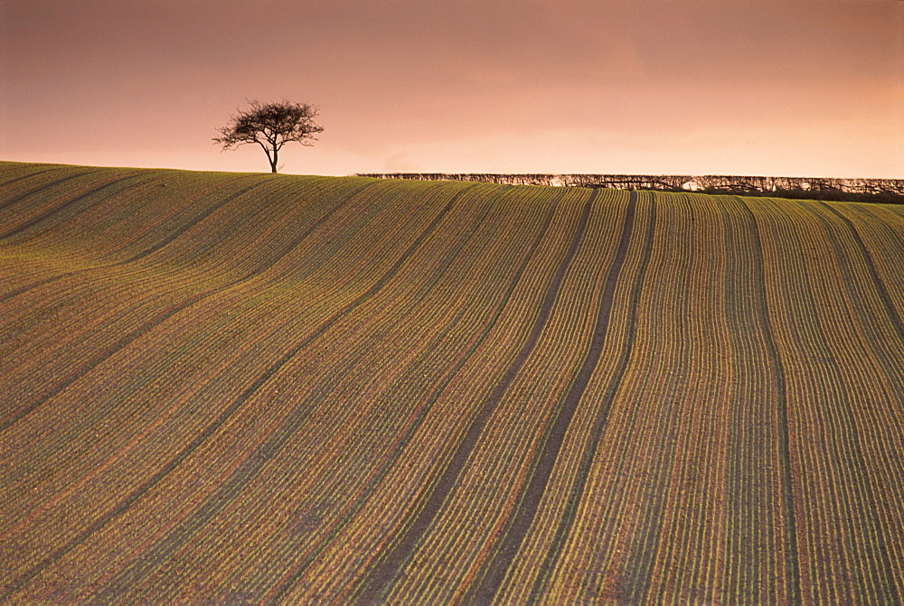 Lone tree in frosted ploughed field, Farnsfield, Nottinghamshire, England, United Kingdom, Europe