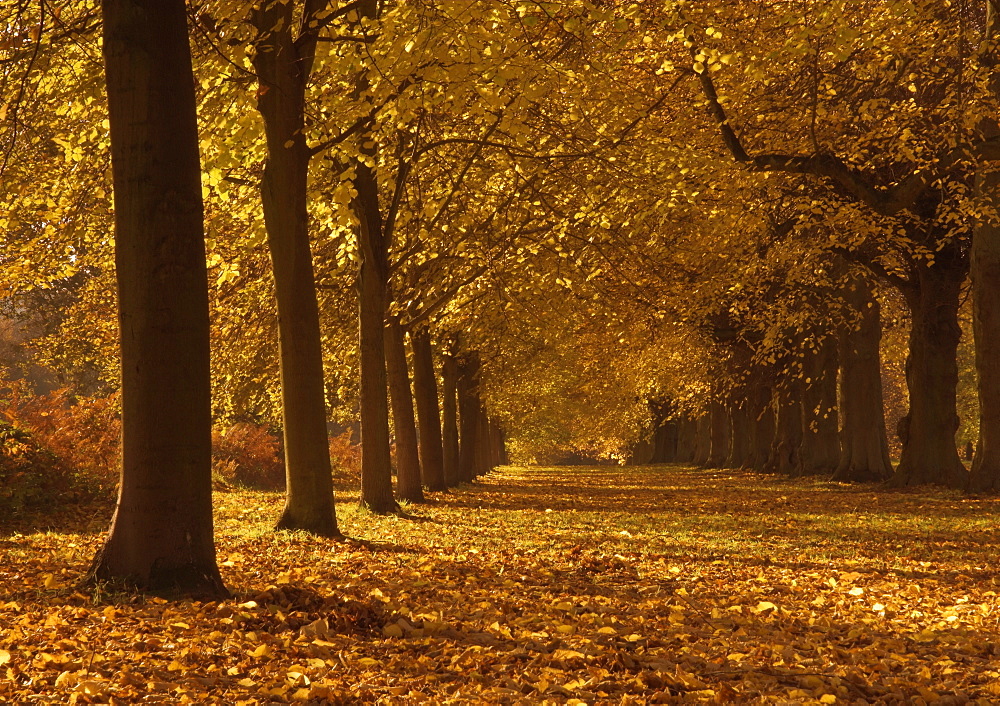 Lime Tree Avenue in autumn colours, Clumber Park, Worksop, Nottinghamshire, England, United Kingdom, Europe