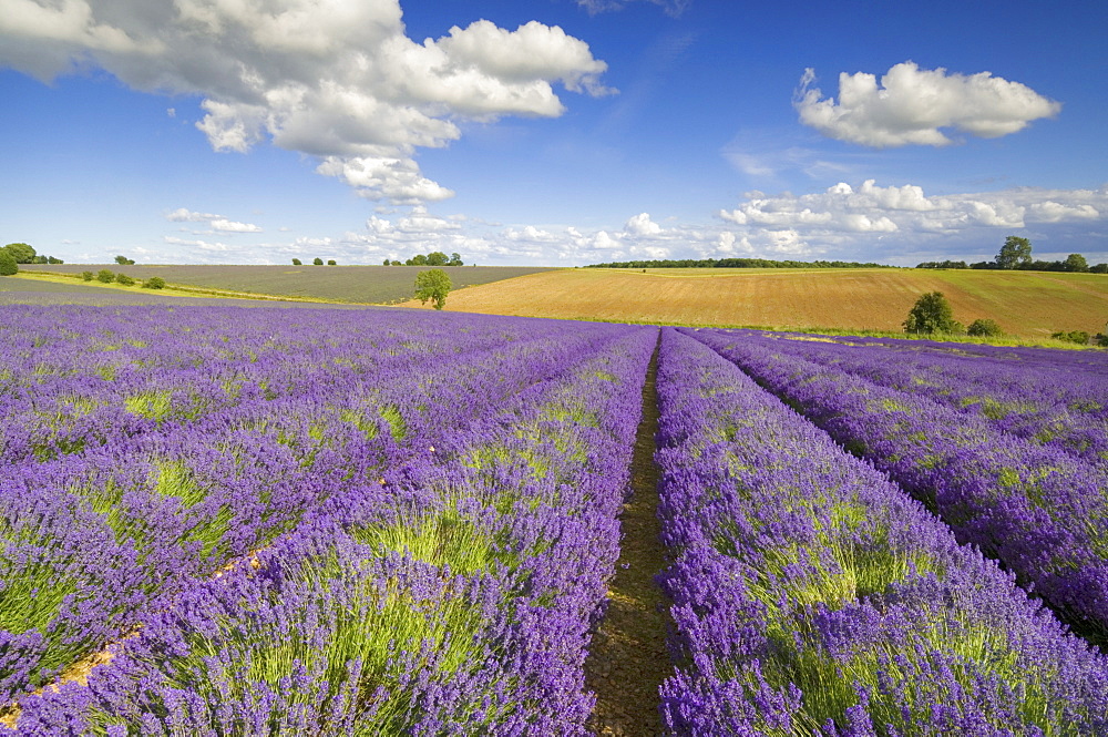 Rows of lavender plants at Snowshill Lavender Farm, Broadway, Worcestershire, Cotswolds, England, United Kingdom, Europe