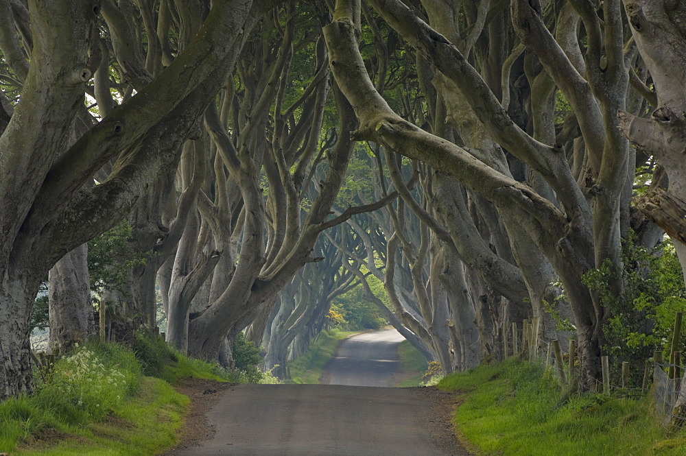 Tree lined road known as the Dark Hedges near Stanocum, County Antrim, Ulster, Northern Ireland, United Kingdom, Europe