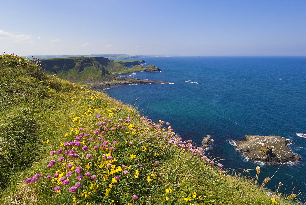 Pink sea thrift on cliff top, North Antrim coast path to the Giant's Causeway, County Antrim, Ulster, Northern Ireland, United Kingdom, Europe