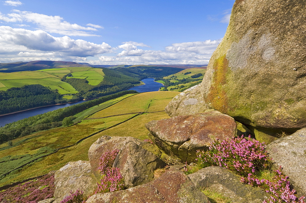 Heather moorland above Ladybower Reservoir, Whinstone Lee Tor, Derwent Edge, Peak District National Park, Derbyshire, England, United Kingdom, Europe