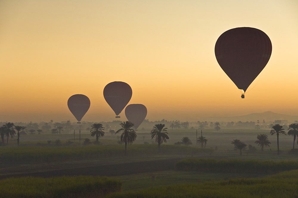 Lots of hot air balloons flying over the desert at sunrise west of the river Nile near Luxor, Egypt, North Africa, Africa