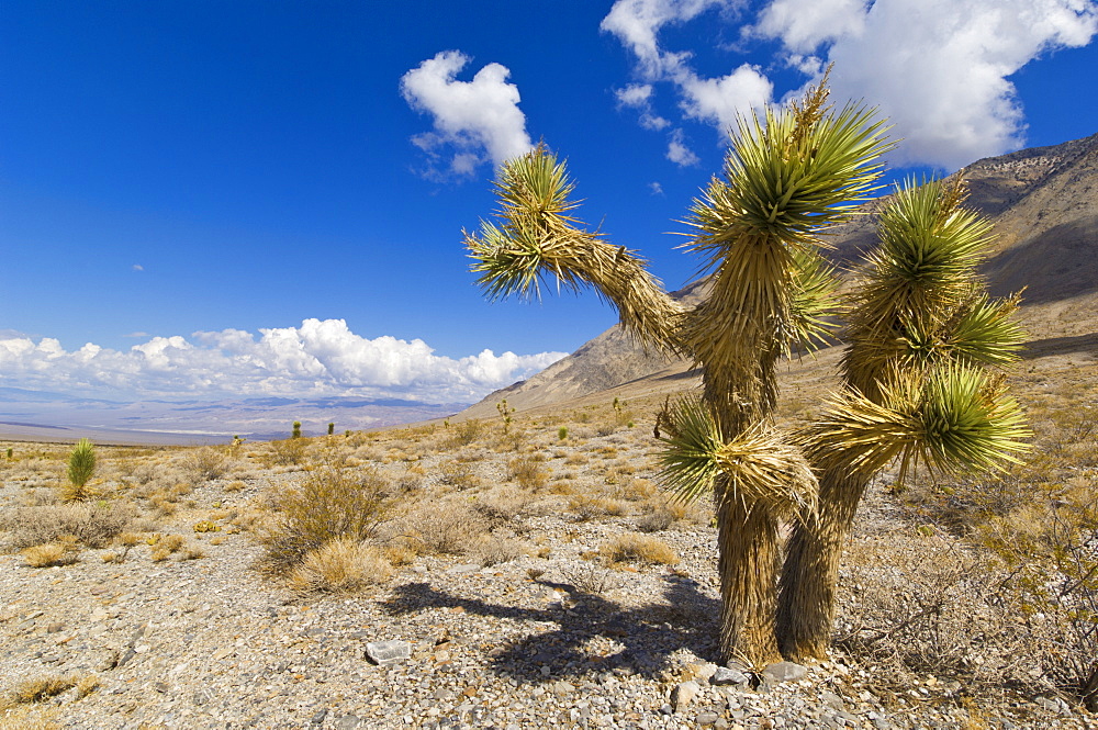 Joshua tree forest (Yucca brevifolia), on the Racetrack road, Death Valley National Park, California, United States of America, North America