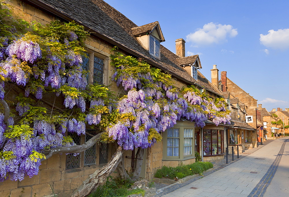 Purple flowering wisteria on a Cotswold stone house wall in the village of Broadway, The Cotswolds, Worcestershire, England, United Kingdom, Europe