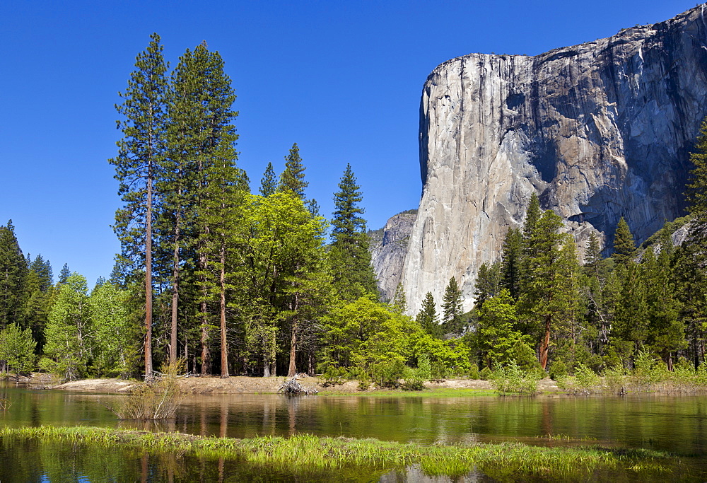 El Capitan, a 3000 feet granite monolith, with the Merced River flowing through the flooded meadows of Yosemite Valley, Yosemite National Park, UNESCO World Heritage Site, Sierra Nevada, California, United States of America, North America