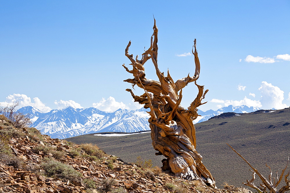 A twisted very old Bristlecone Pine (Pinus longaeva), on sage brush covered slopes of dolomite limestone, in the Ancient Bristlecone Pine Forest Park, Inyo National Forest, Bishop, California, United States of America, North America