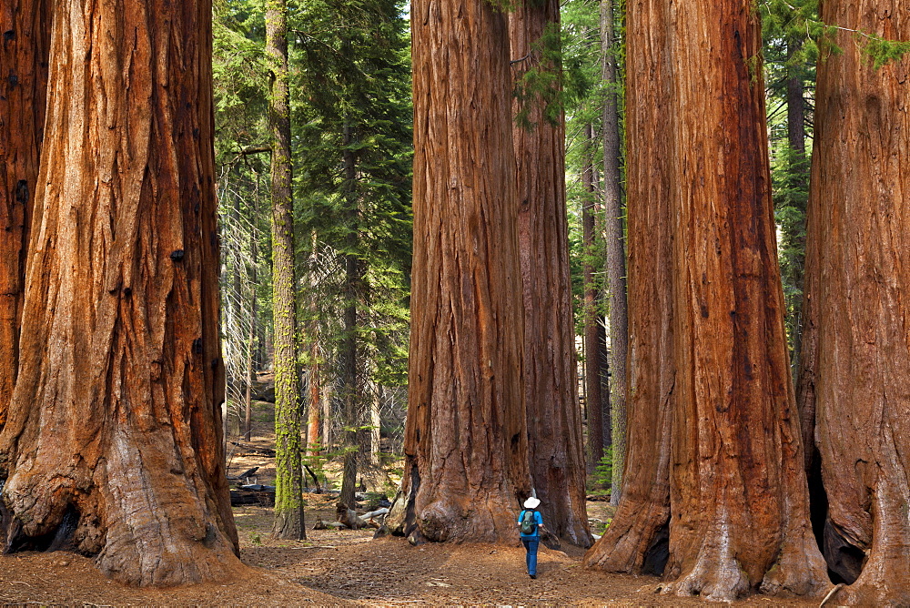 Tourist hiker, admiring the Giant Sequoia trees (Sequoiadendron giganteum), known as the Parker Group, Sequoia National Park, Sierra Nevada, California, United States of America, North America