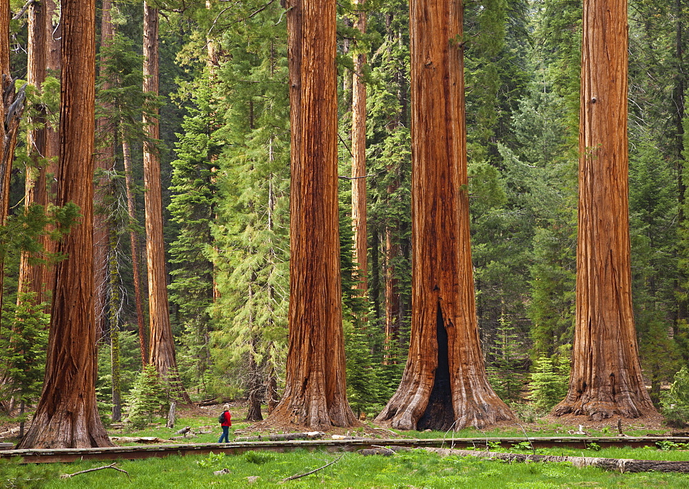 Tourist admiring the Giant Sequoia trees (Sequoiadendron giganteum), hiking on the Big Trees trail, Round Meadow, Sequoia National Park, Sierra Nevada, California, United States of America, North America