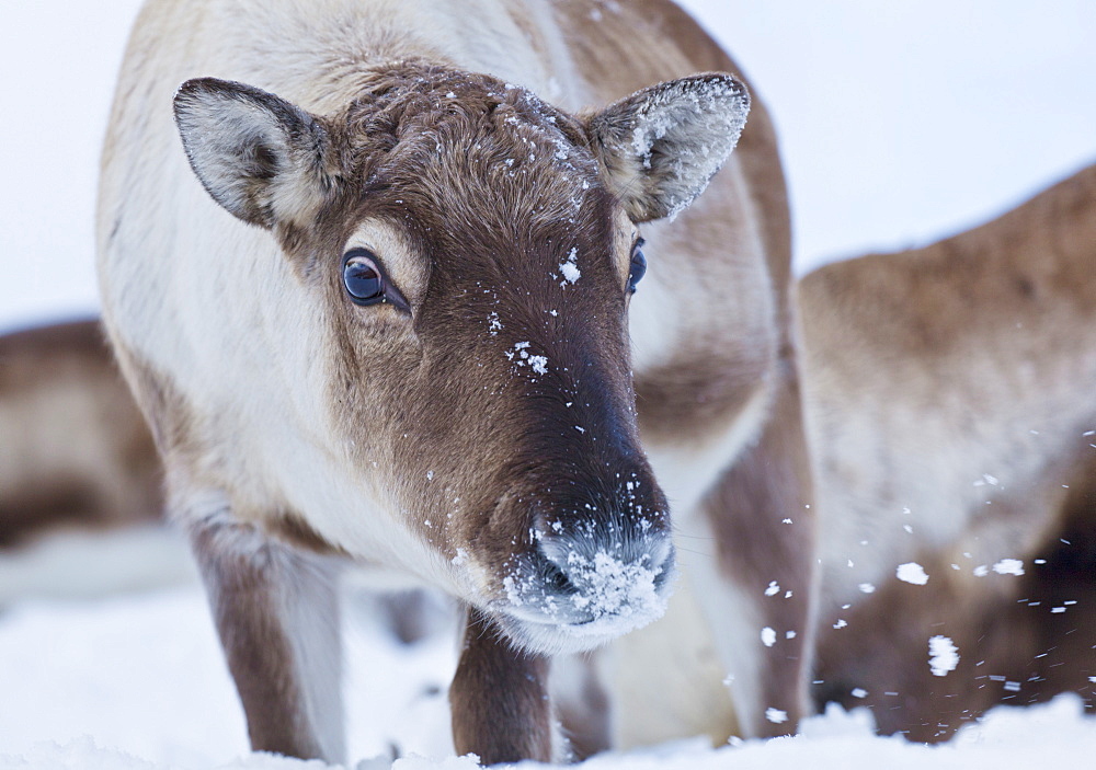 Young reindeer (Rangifer tarandus) grazing, Kvaloya Island, Troms, North Norway, Scandinavia, Europe