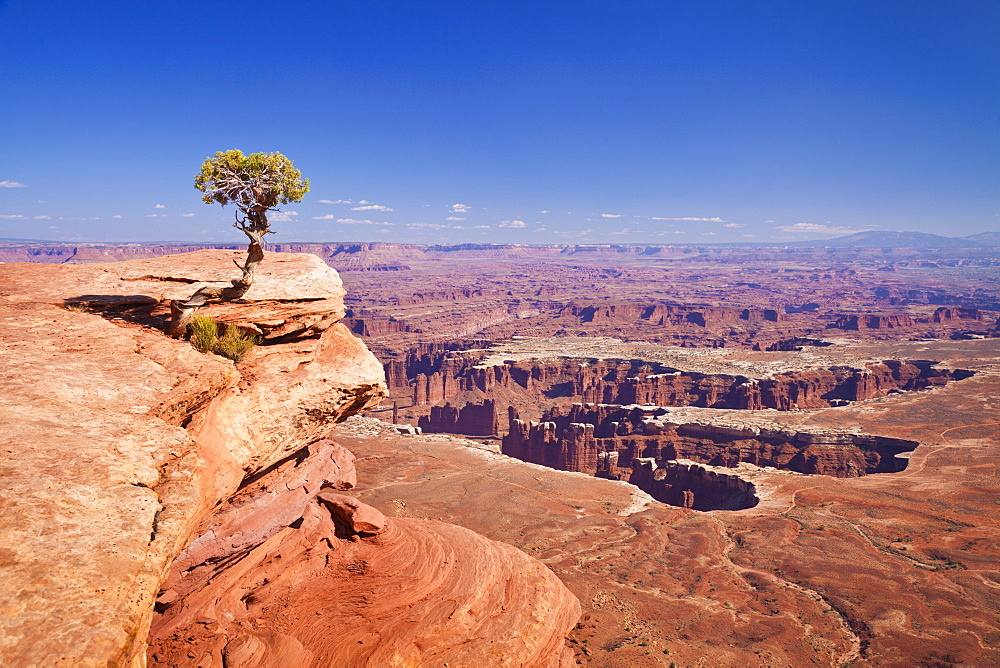 Grand View Point overlook and juniper tree, Island in the Sky, Canyonlands National Park, Utah, United States of America, North America 