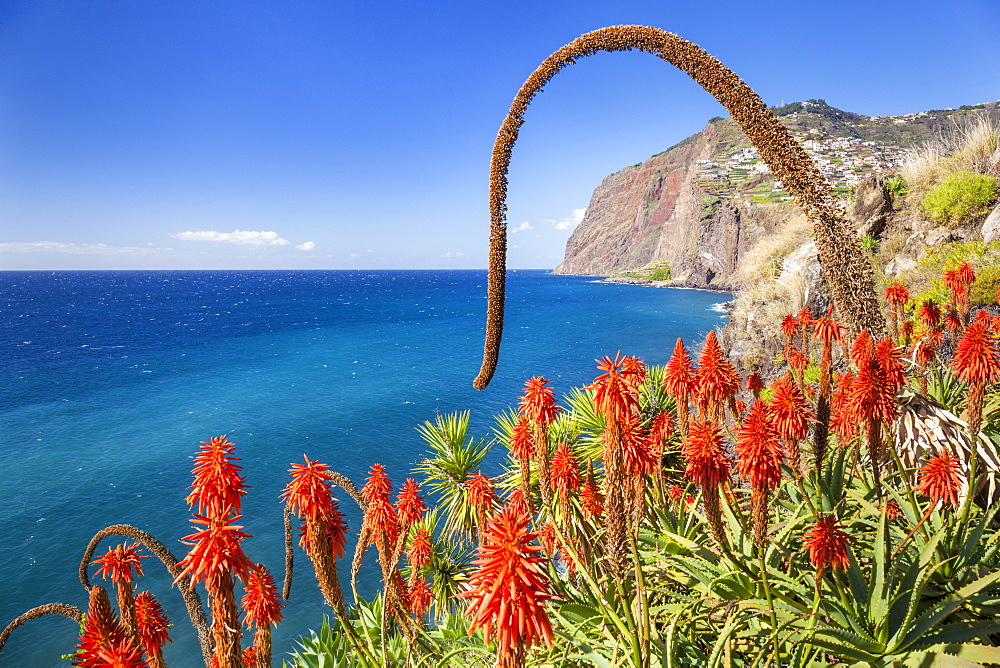 The sea cliff headland Cabo Girao with red Kranz aloe (Aloe arborescens) and Agave attenuata, Madeira, Portugal, Atlantic, Europe