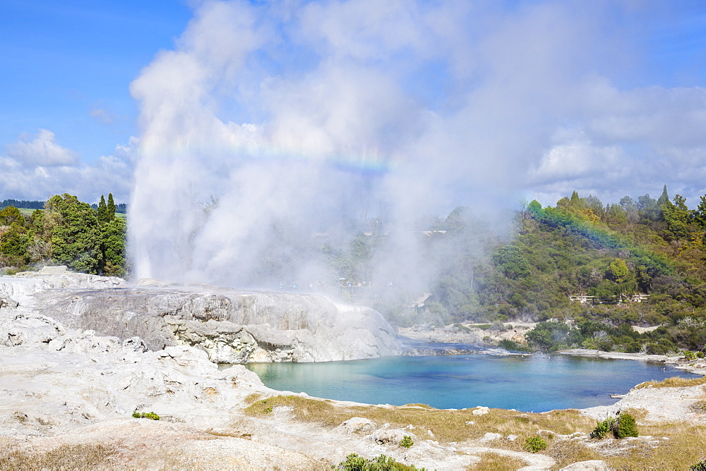 Pohutu geyser and Prince of Wales Feathers geyser, Te Puia, Whakarewarewa Thermal Valley, Rotorua, North Island, New Zealand, Pacific