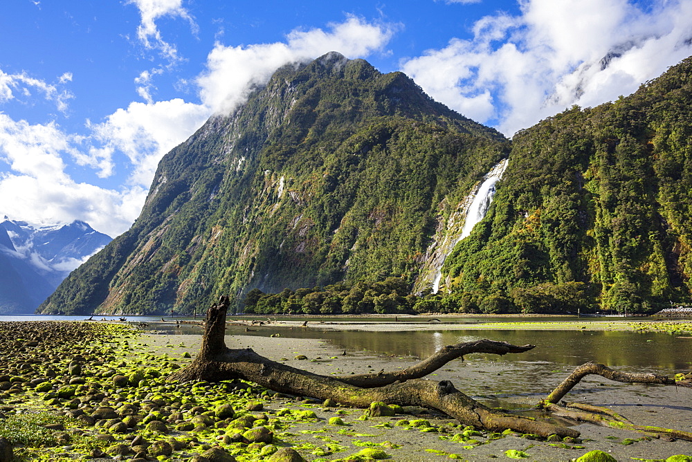 Dead tree, Cascade Range and Bowen Falls, Milford Sound, Fiordland National Park, UNESCO World Heritage Site, South Island, New Zealand, Pacific