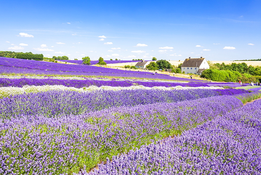 Rows of lavender in a lavender field at Cotswold Lavender, Snowshill, Broadway, the Cotswolds, Gloucestershire, England, United Kingdom, Europe