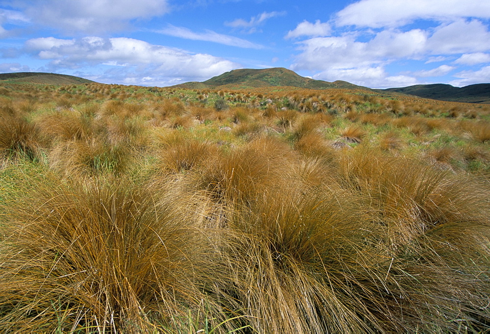 Red tussock grass, Mossburn, South Island, New Zealand, Pacific