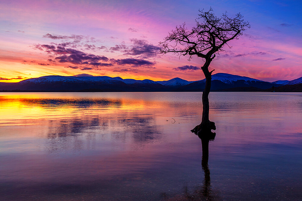 Sunset, lone tree in Milarrochy Bay, Loch Lomond and the Trossachs National Park, Balmaha, Stirling, Scotland, United Kingdom, Europe