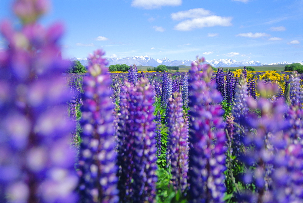 Wild lupins in the Mt Cook National Park, Canterbury, South Island, New Zealand