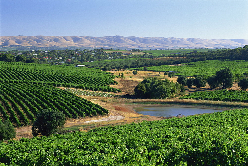 Vineyards, Oliverhill wines, McLaren Vale, South Australia, Australia, Pacific