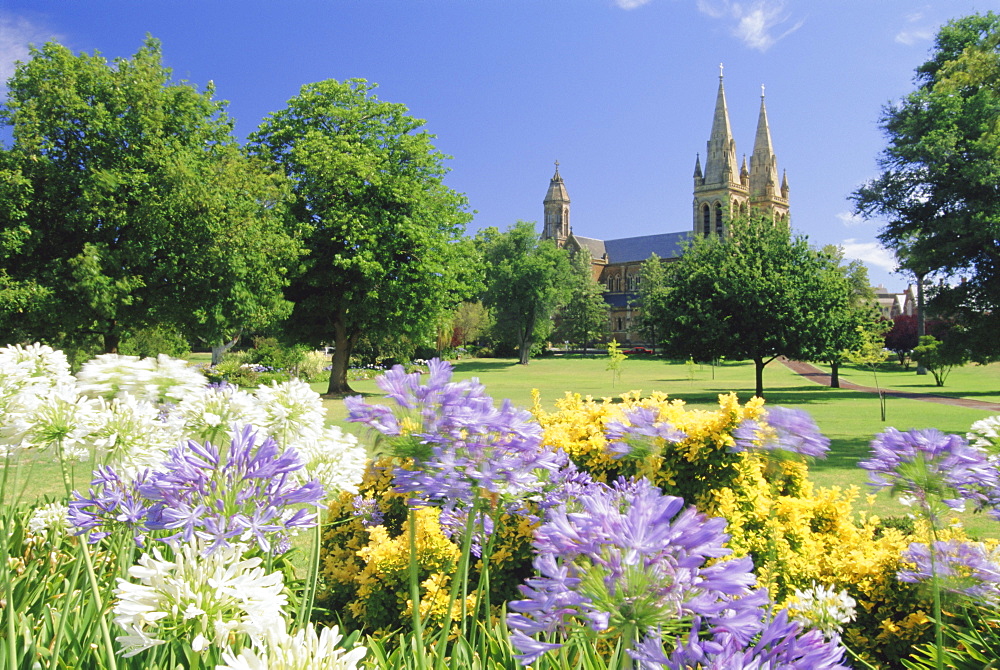 Agapanthus flowers and St. Peters Anglican Cathedral, Adelaide, South Australia, Australia