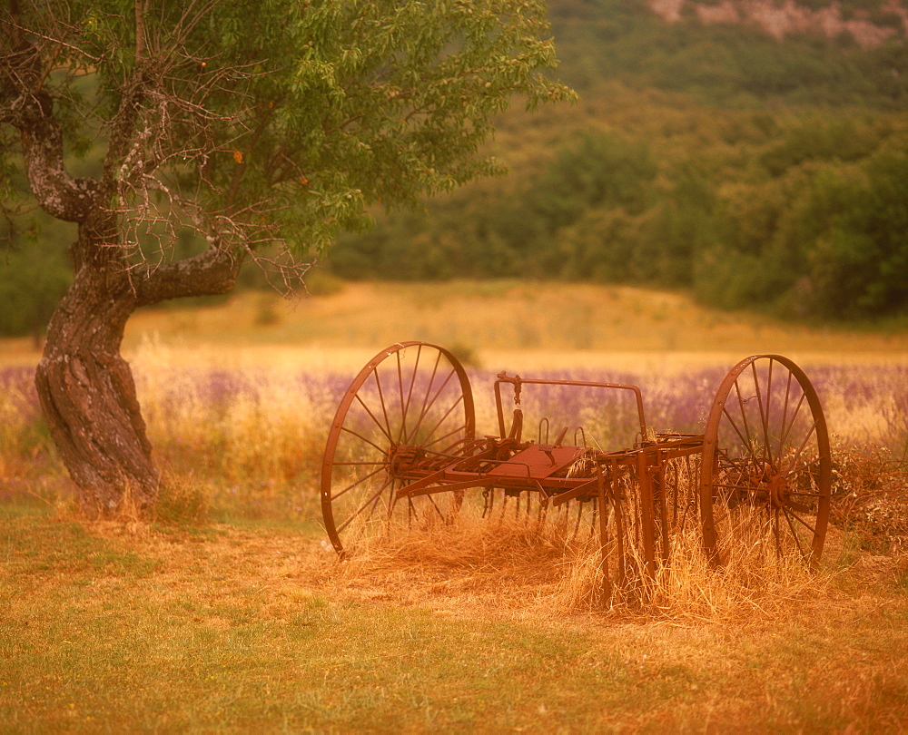 Rural scene, Provence, France 