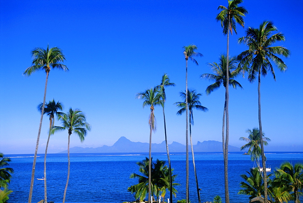 Palm trees and island, Tahiti, Society Islands, French Polynesia, South Pacific Islands, Pacific