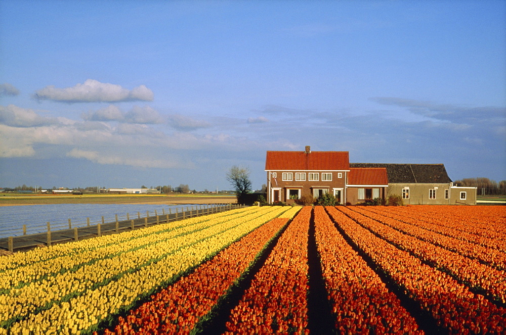 Tulip fields, Netherlands, Europe