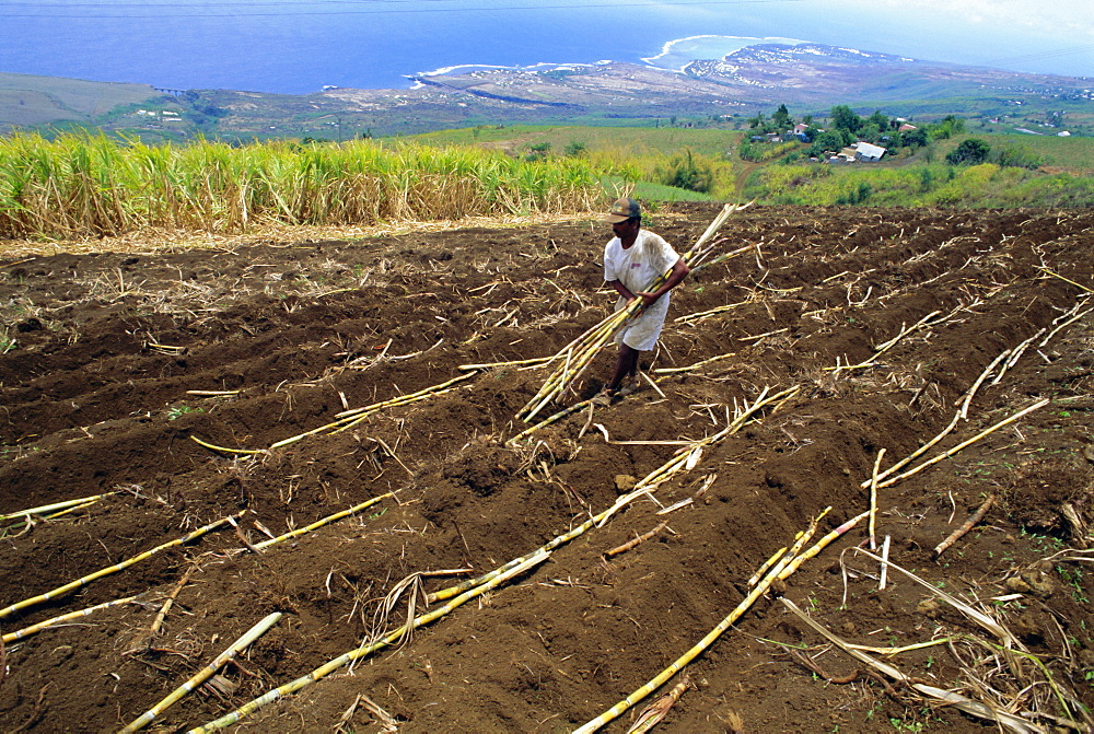 Sugar cane fields, Reunion Island, Indian Ocean