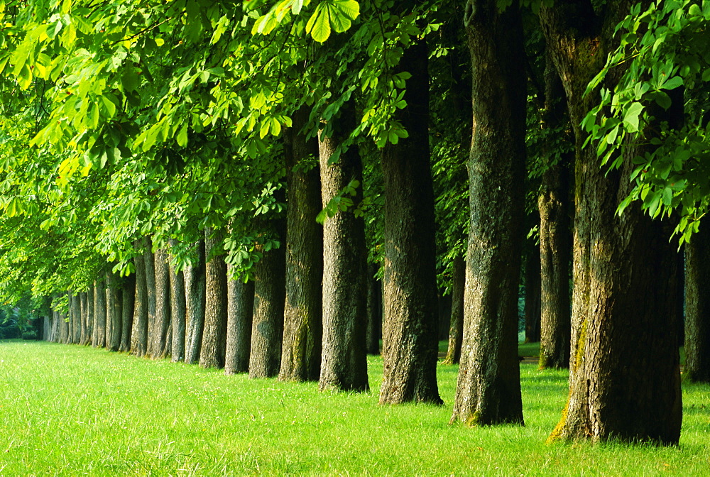 Line of trees, Touraine, Centre, France, Europe