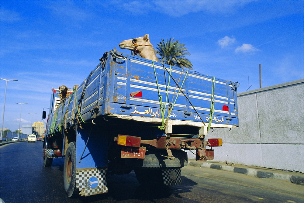 Camels being driven to market in back of truck, Cairo, Egypt 