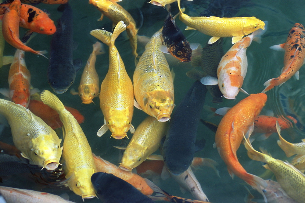 Koi carp fish in pool, Taipei, Taiwan, Asia