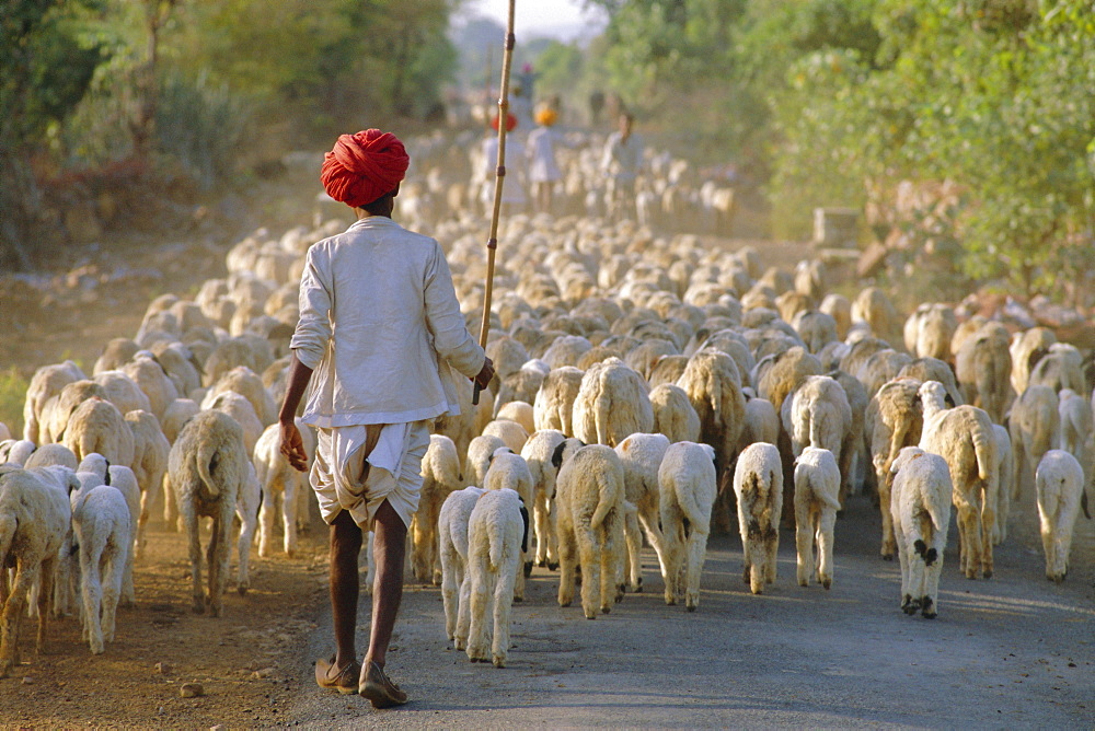 Shepherd and flock of sheep, Rajasthan, India 