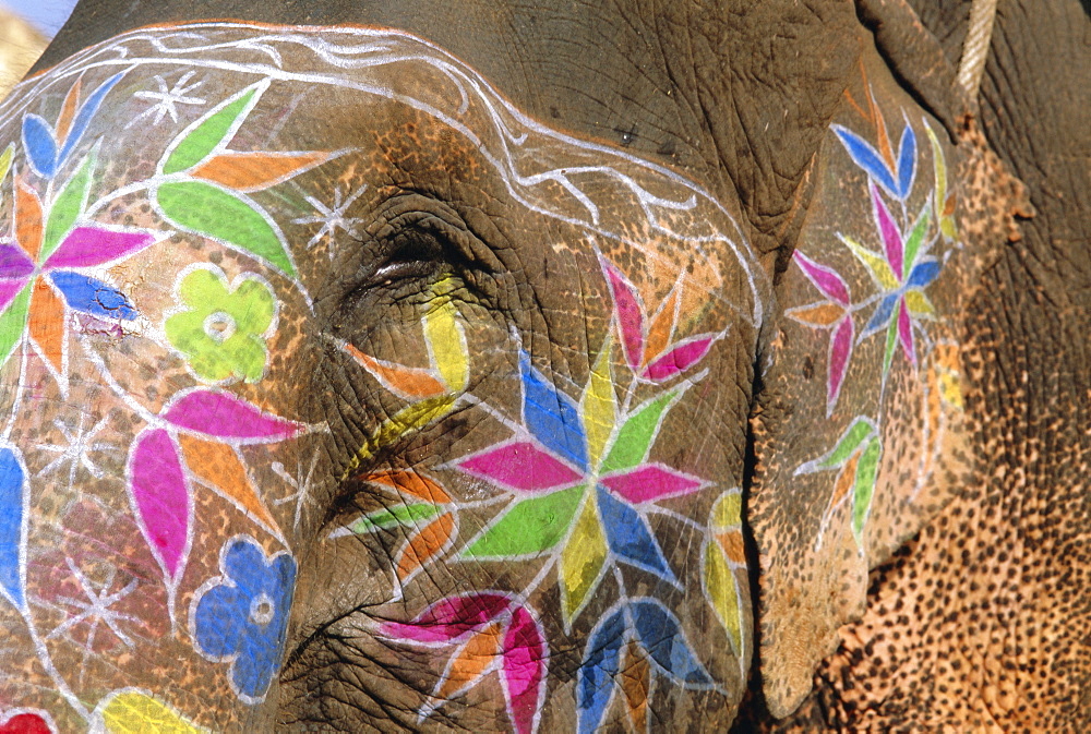 Decorated elephant, Jaipur, Rajasthan, India, Asia