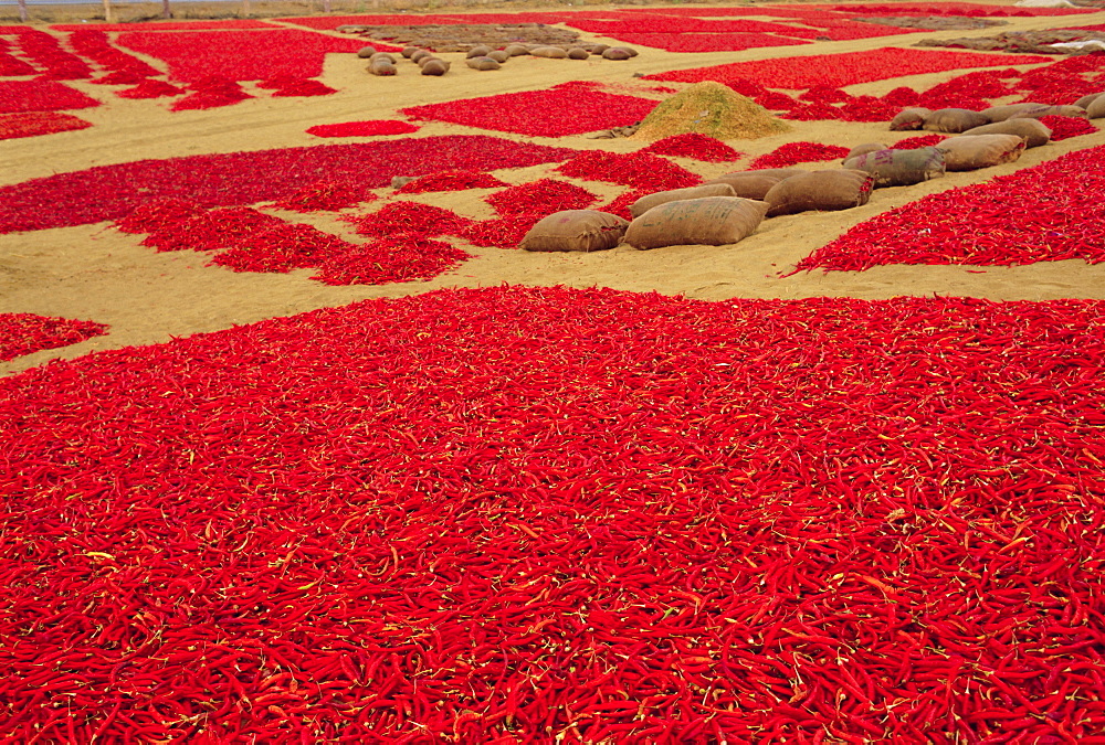 Picked red chilli peppers laid out to dry, Rajasthan, India