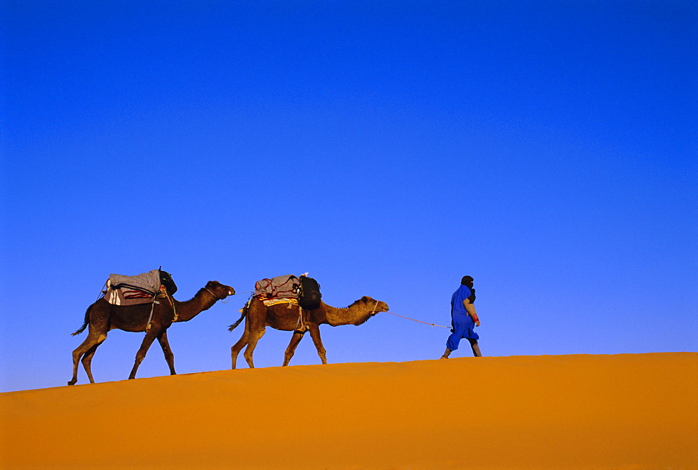 Camel train through desert, Morocco, North Africa