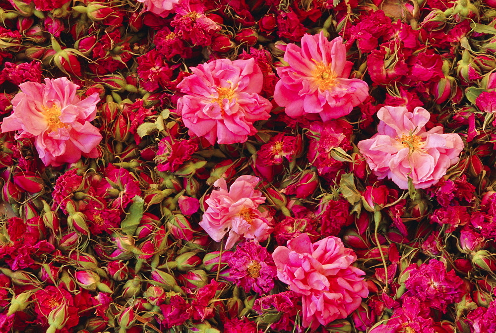 Cultivated roses, grown in the Dades Valley region, High Atlas, Morocco, North Africa