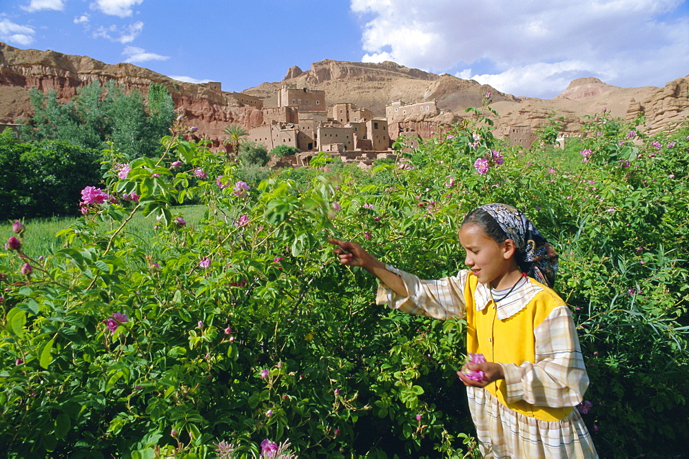 Cultivated roses, grown in the Dades Valley region, High Atlas, Morocco, North Africa