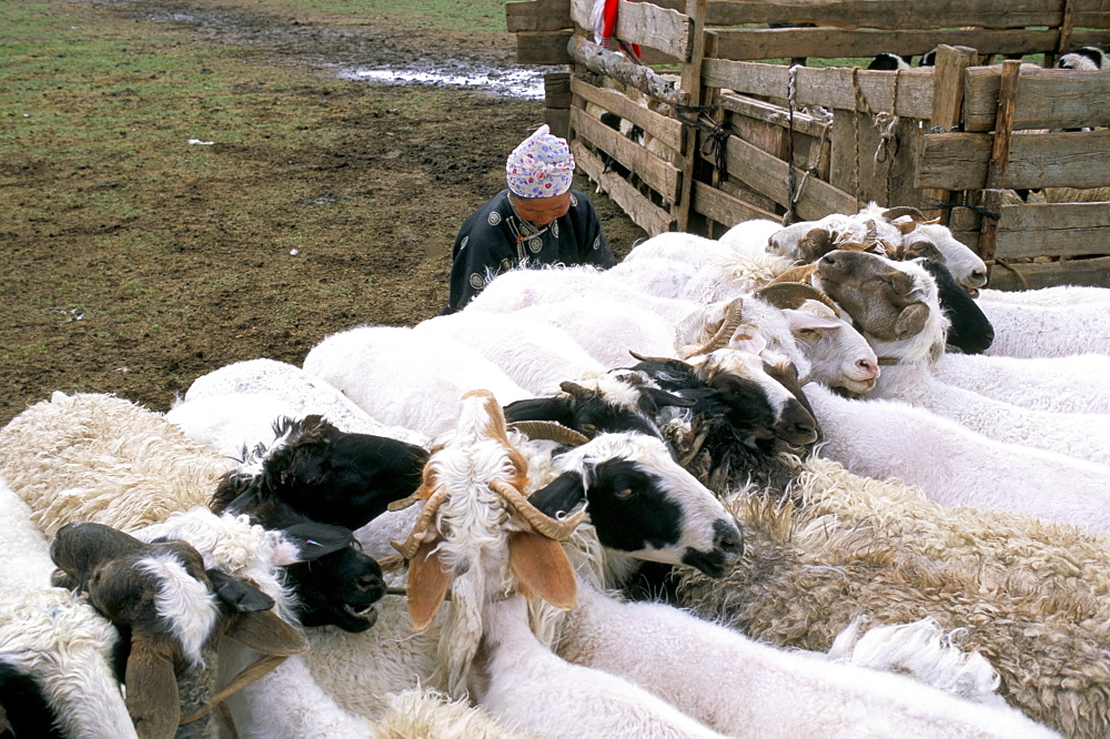 Sheep, Ovorkanghai province, Mongolia, Central Asia, Asia