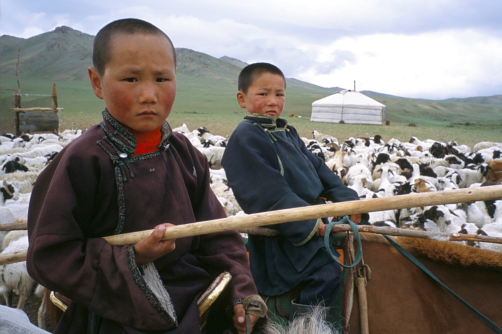 Young boys on horseback herding sheep, Mongolia, Central Asia, Asia