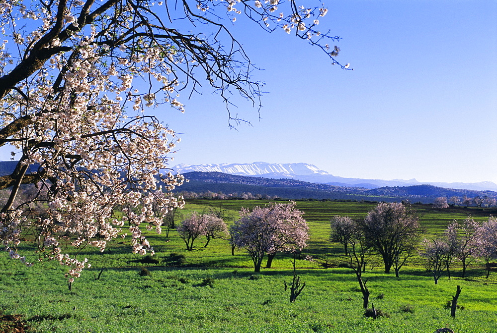 Almond trees in bloom, Haut Atlas (High Atlas), Morocco, North Africa, Africa