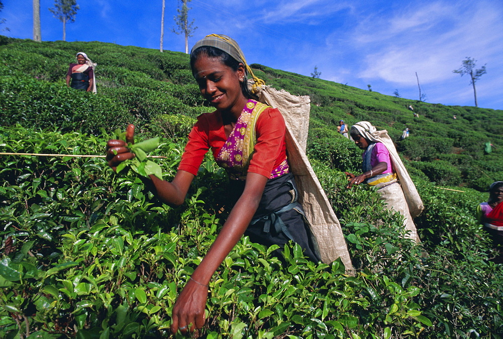 Harvesting tea, hill country, Nuwara Eliya, Sri Lanka, Asia