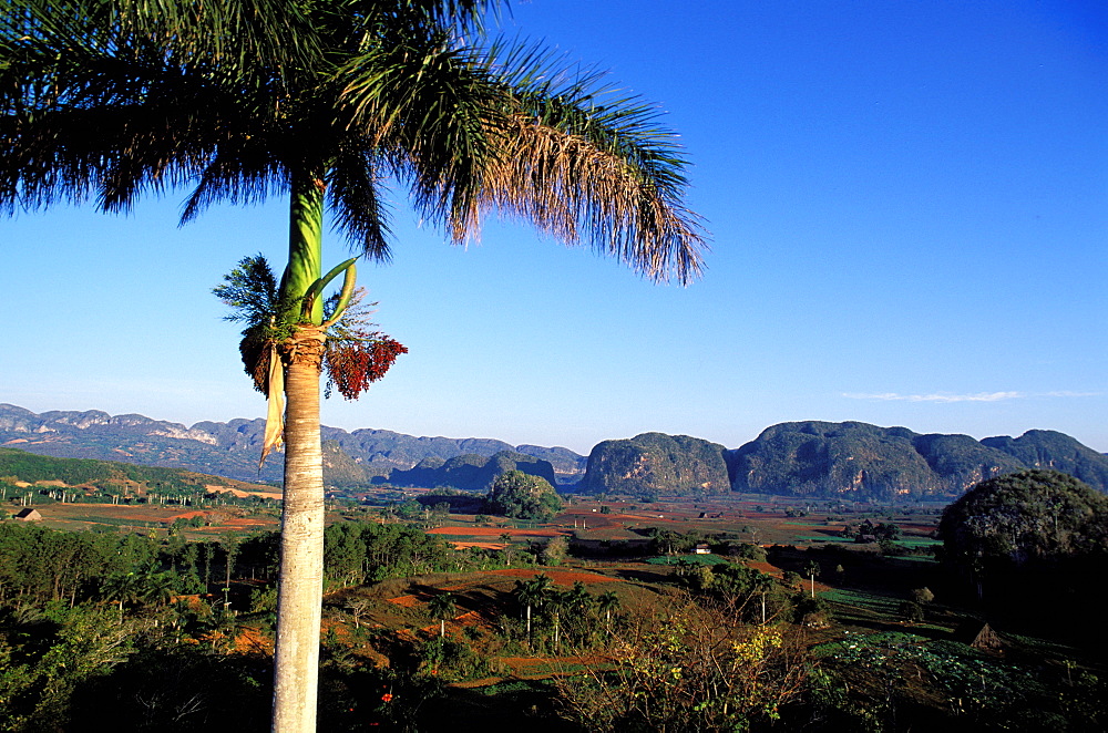 Valle de Vinales (Valley of Vinales), Region of Pinar del Rio, Cuba, Central America