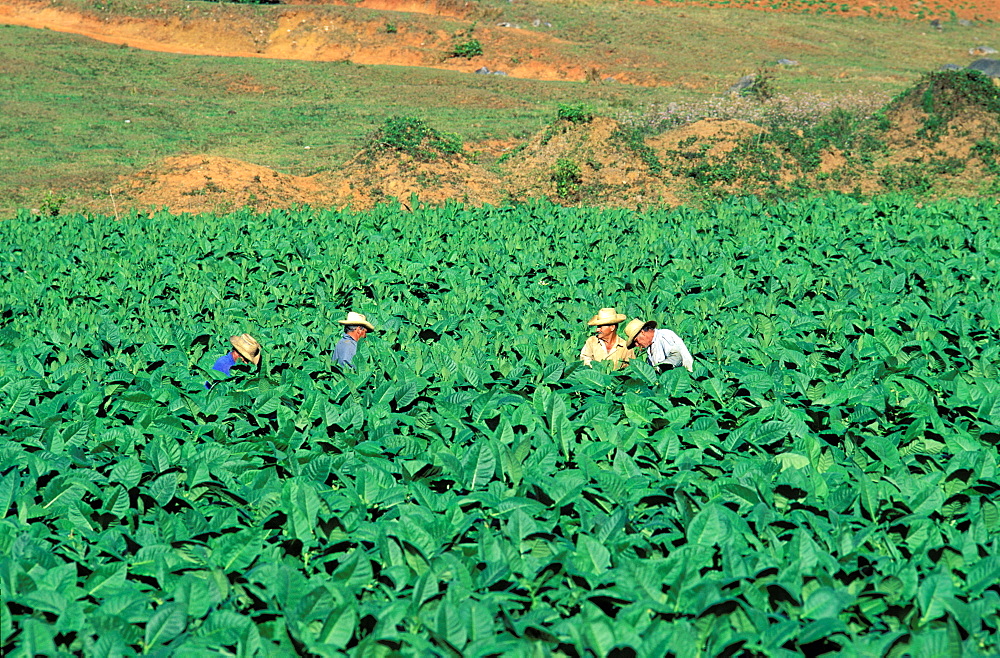 Cultivation of tobacco, Valley of Vinales, Region of Pinar del Rio, Cuba, Central America