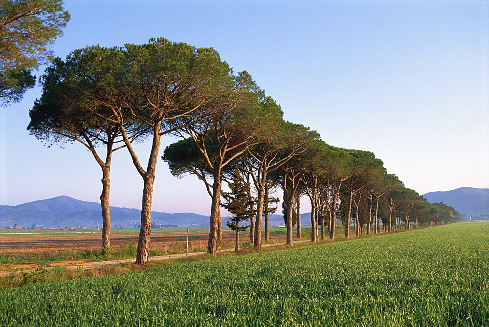 Landscape of parasol pines and cypress trees beside a green field, Province of Grosseto, Tuscany, Italy, Europe