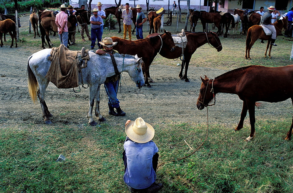 Horse market, Region of Holguin, Cuba, Central America