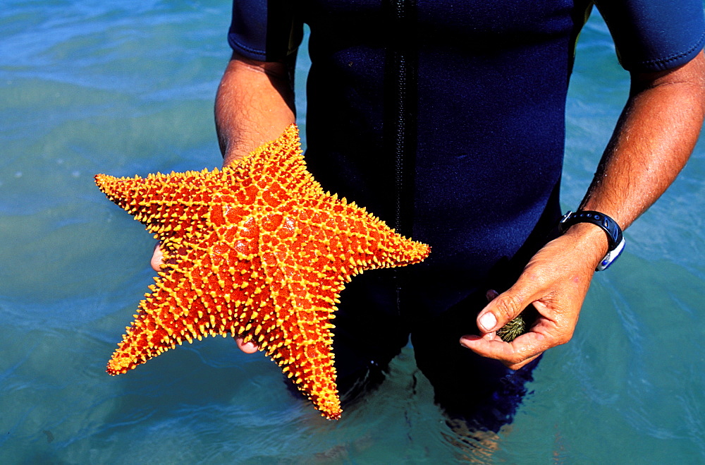 Sea star, Guadeloupe, Caribbean, Central America