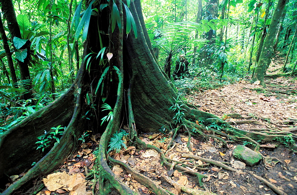 Tree, National park of Guadeloupe, Guadeloupe, Caribbean, Central America